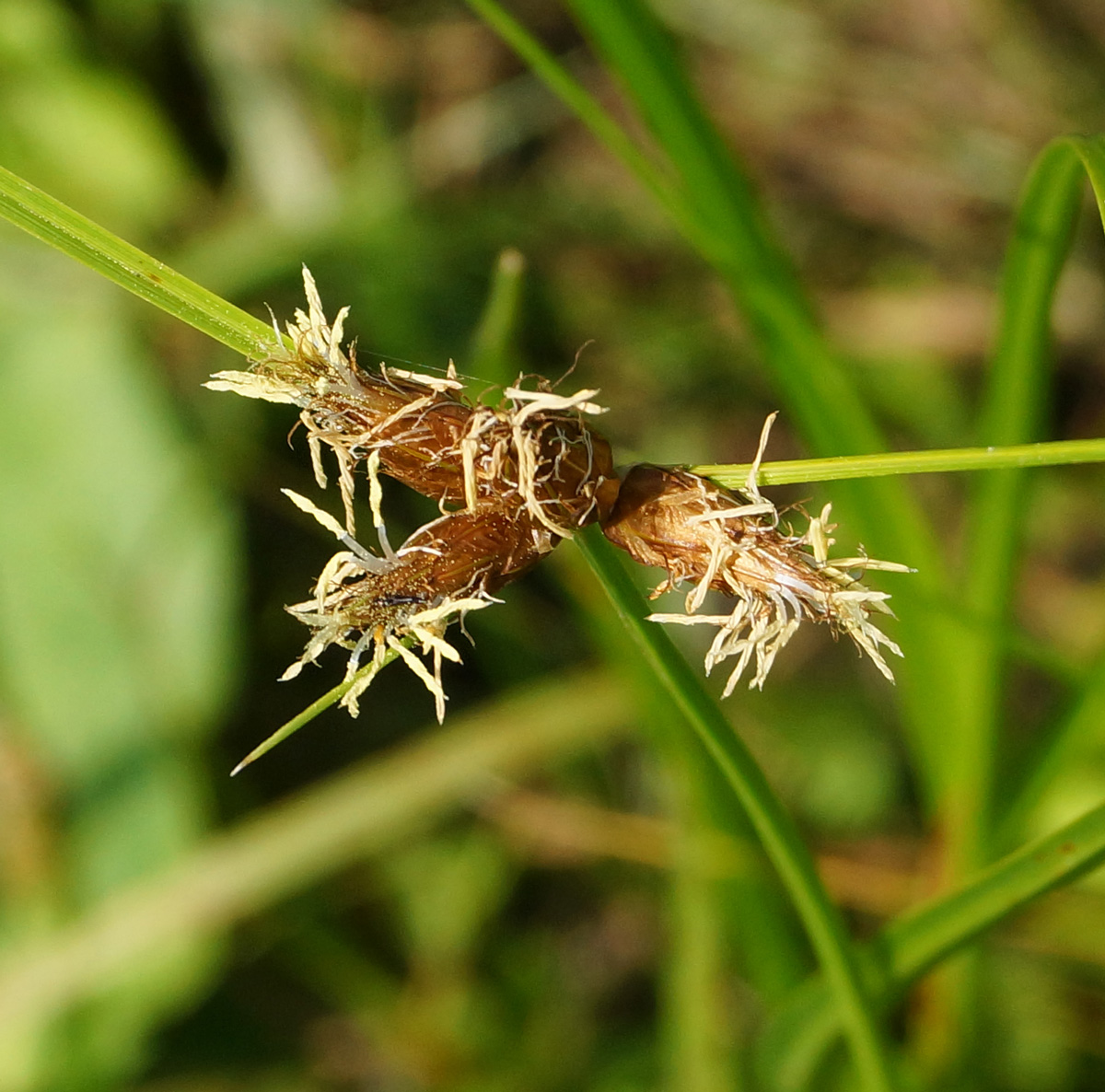 Image of Bolboschoenus planiculmis specimen.