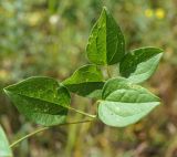 Clematis mandshurica