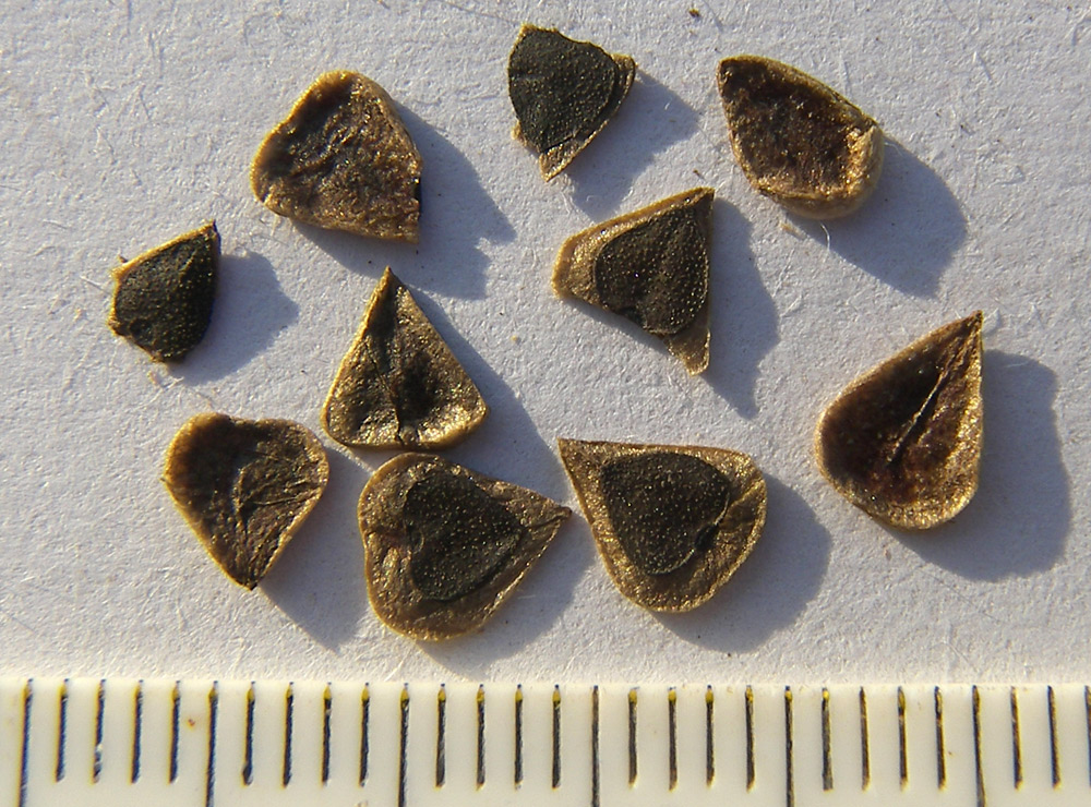 Image of Aristolochia anguicida specimen.