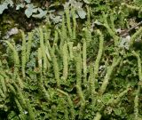 Cladonia coniocraea