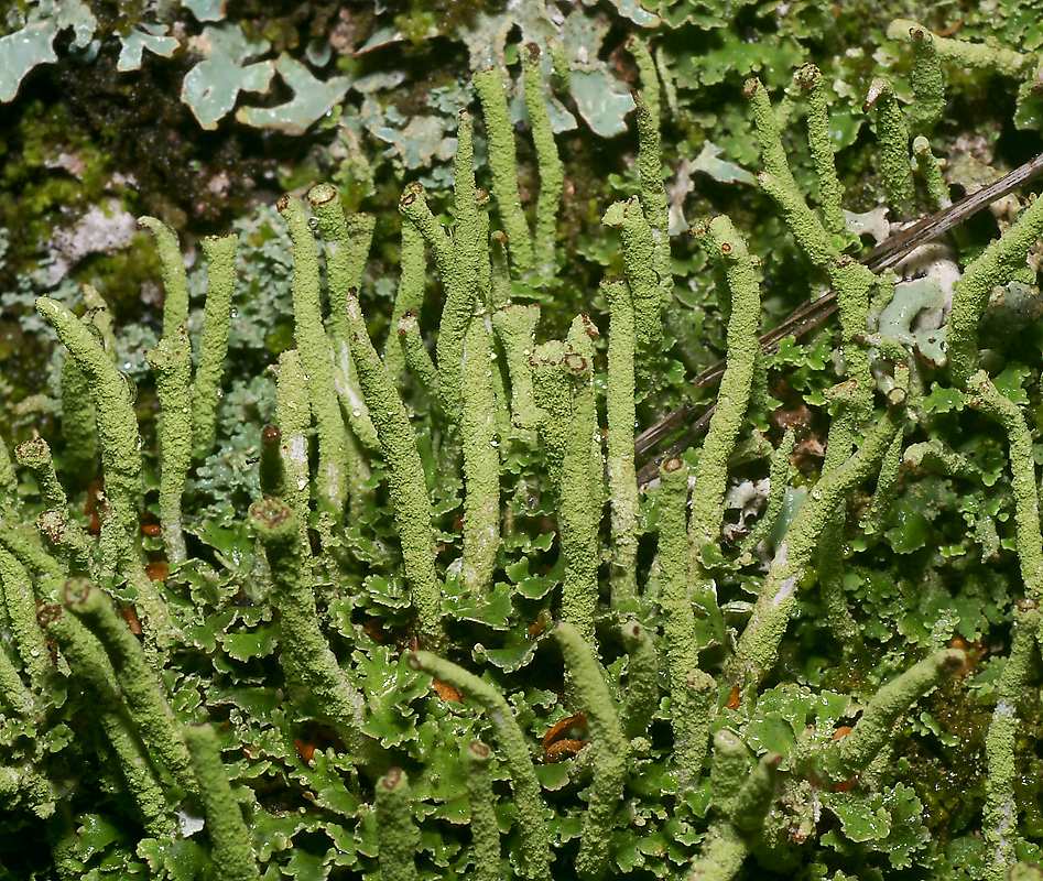 Изображение особи Cladonia coniocraea.