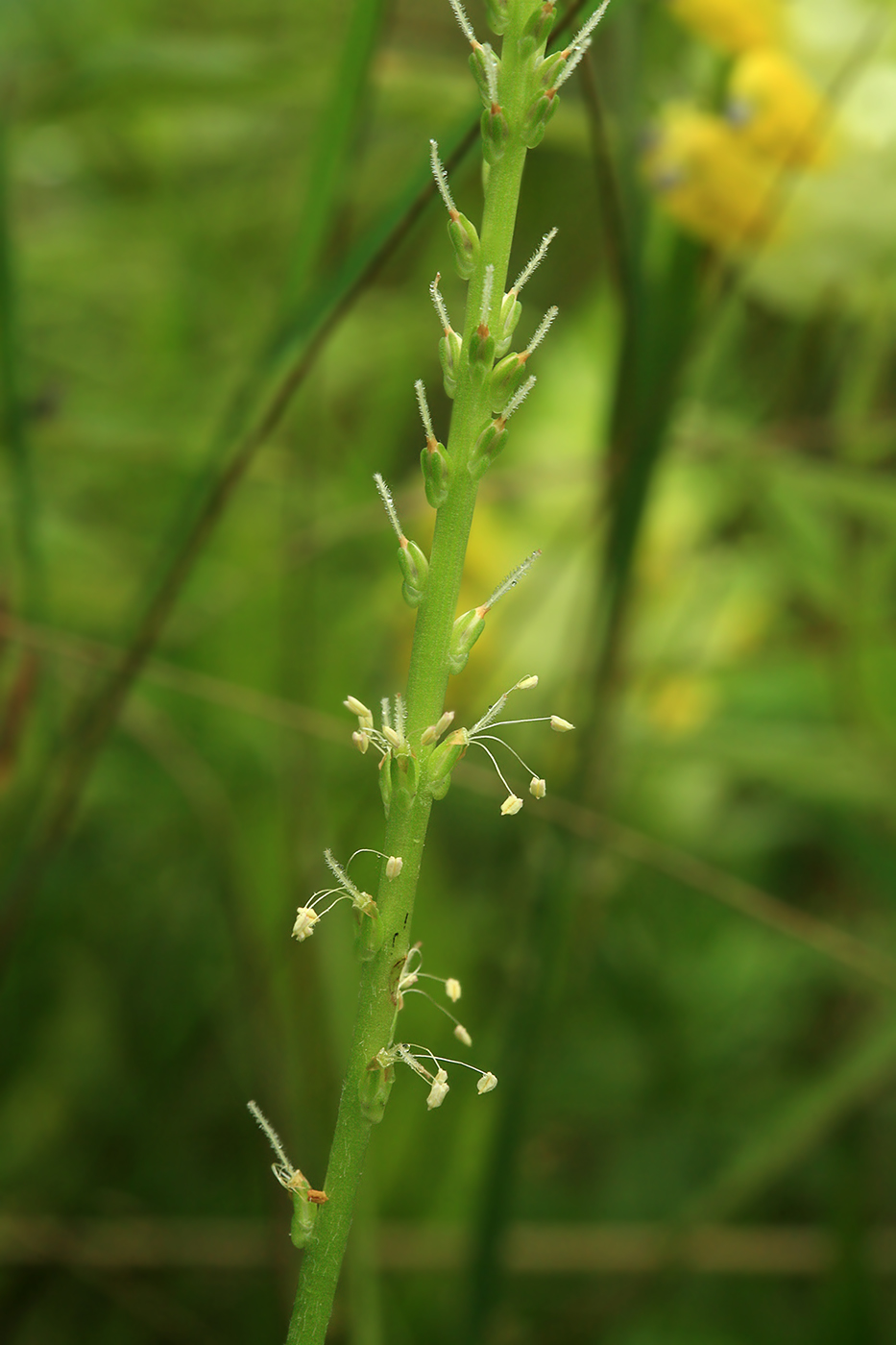 Изображение особи Plantago asiatica.