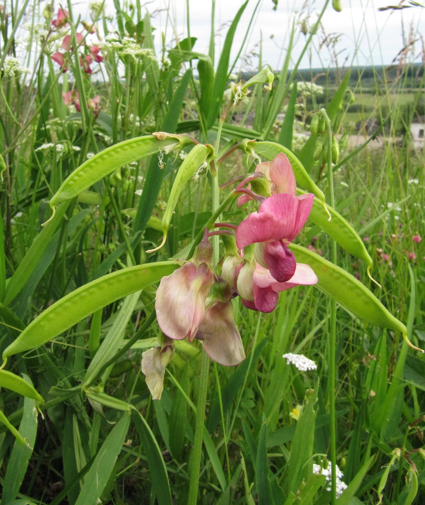 Image of Lathyrus sylvestris specimen.