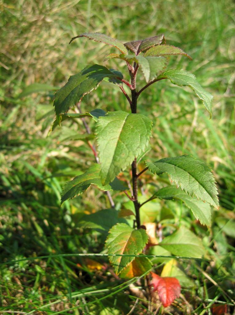 Image of genus Malus specimen.