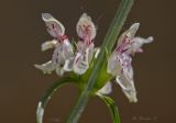 Stachys krynkensis