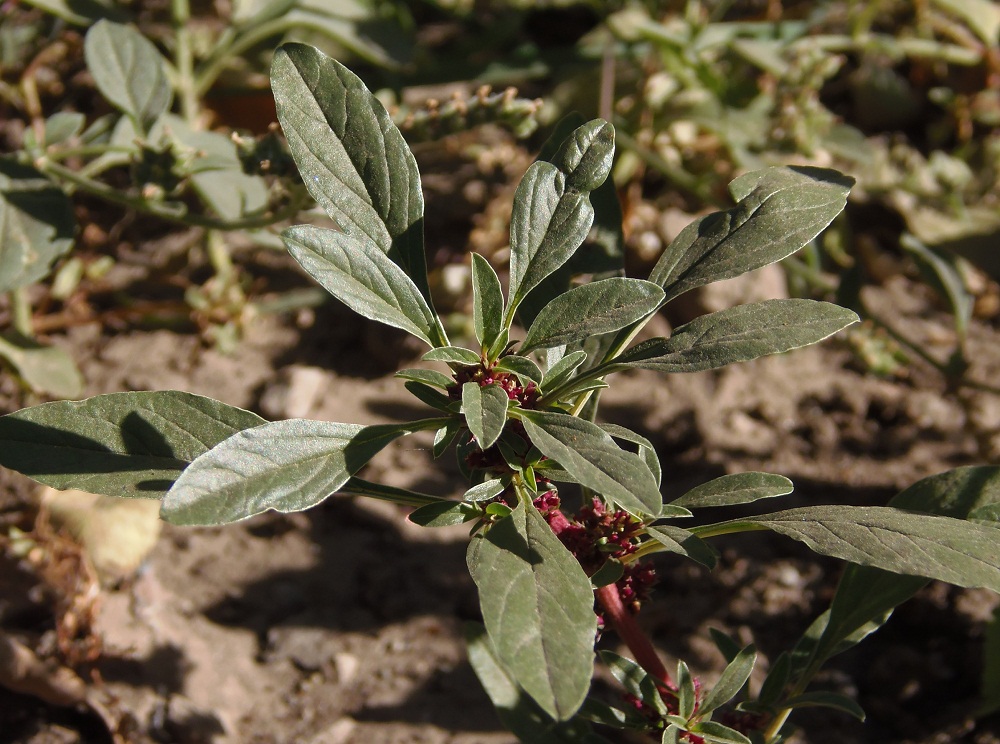 Image of Amaranthus blitoides specimen.