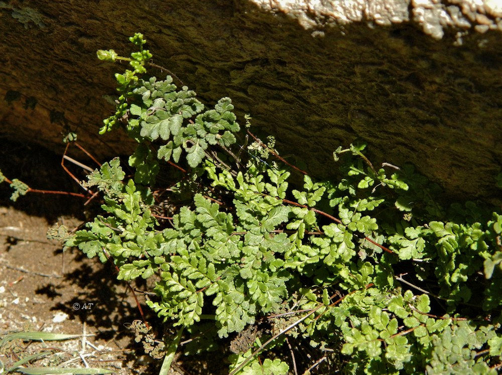 Изображение особи Oeosporangium tinaei.