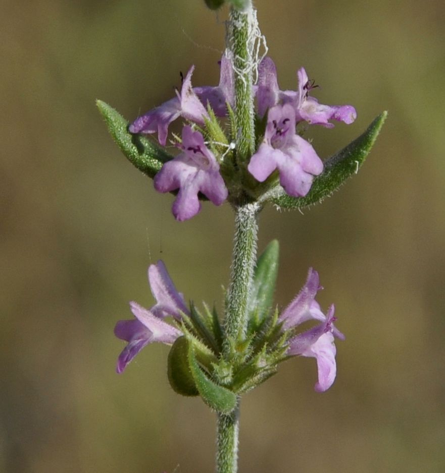 Image of Micromeria graeca specimen.