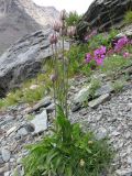 Gastrolychnis tristis. Цветущие растения, на дальнем плане справа Chamaenerion latifolium. Республика Алтай, Усть-Коксинский р-н, природный парк \"Белуха\", Долина Семи Озер, каменистый берег озера у подножия ледника Ак-Оюк, выс. 2500 м н.у.м. 07.08.2016.