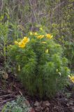 Adonis vernalis. Цветущее растение. Татарстан, Нижнекамский р-н, правый берег р. Зай, остепнённый склон. 06.05.2016.