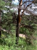 Pinus sylvestris
