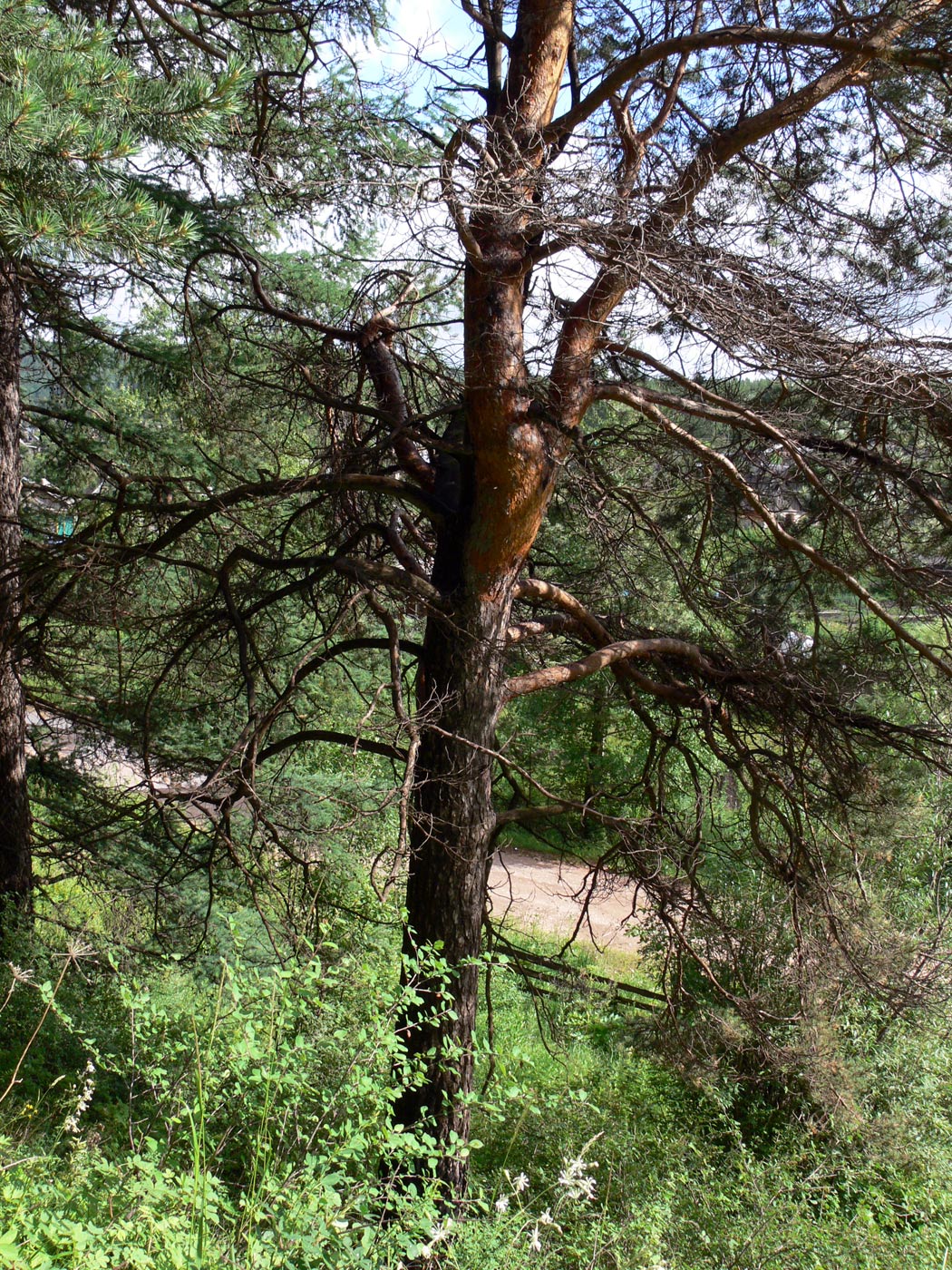 Изображение особи Pinus sylvestris.