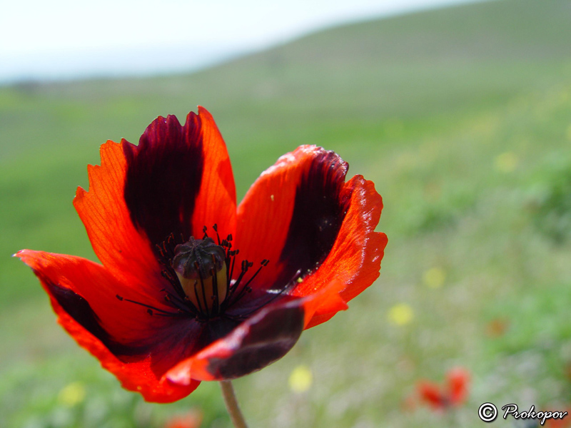 Изображение особи род Papaver.