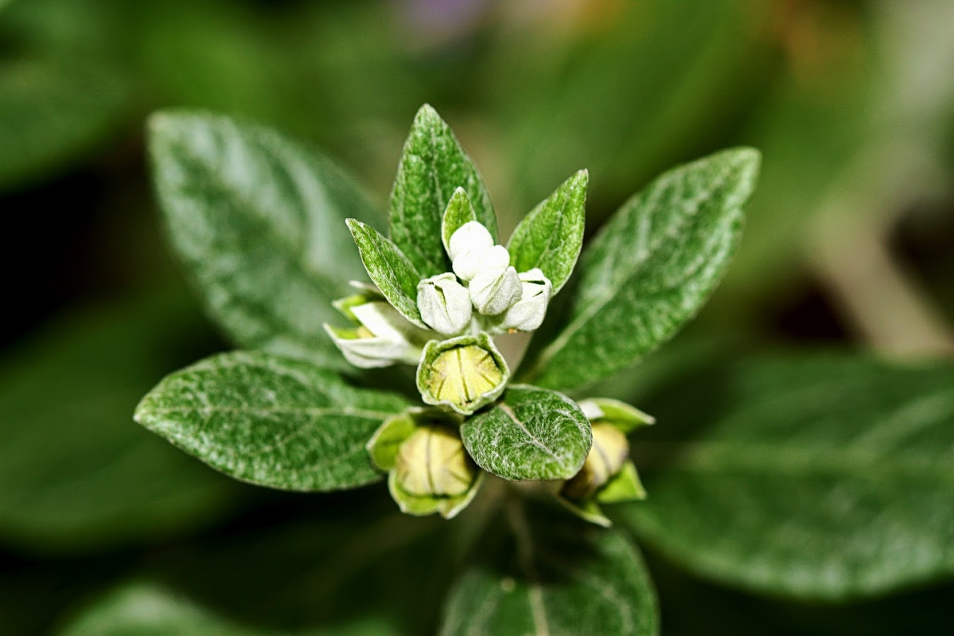 Изображение особи Teucrium fruticans.