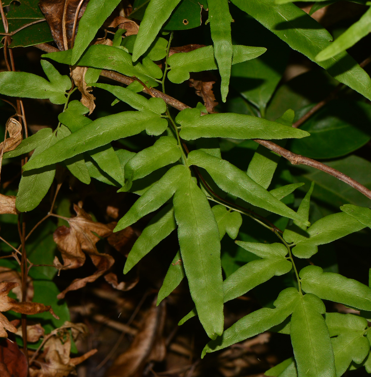 Image of Lygodium polystachyum specimen.