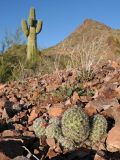 Mammillaria tetrancistra