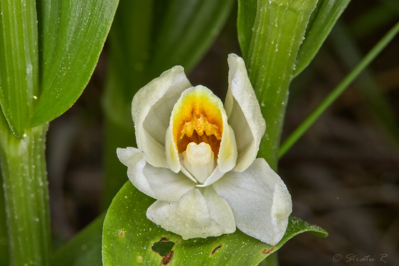 Image of Cephalanthera damasonium specimen.