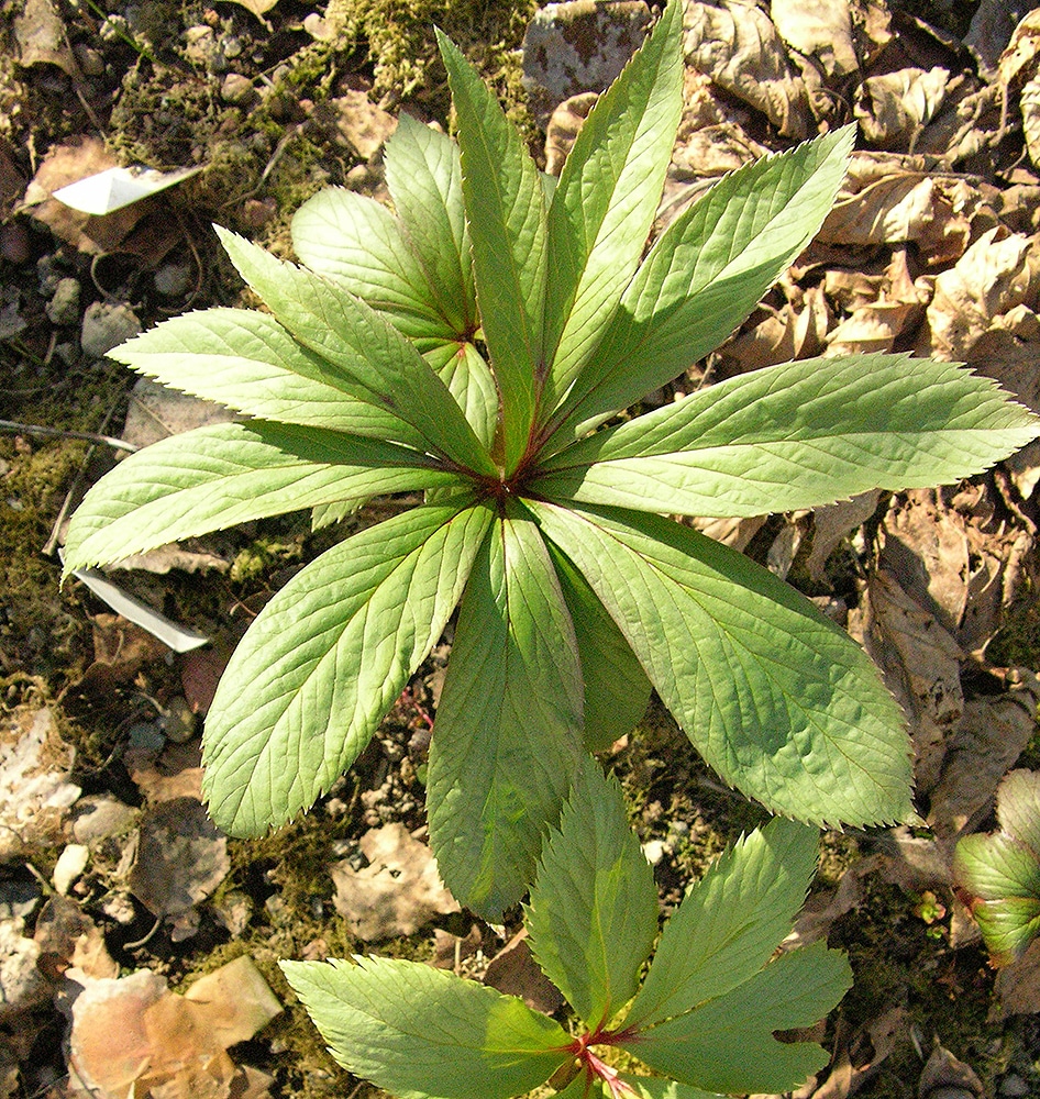 Изображение особи Helleborus thibetanus.