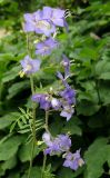 Polemonium chinense