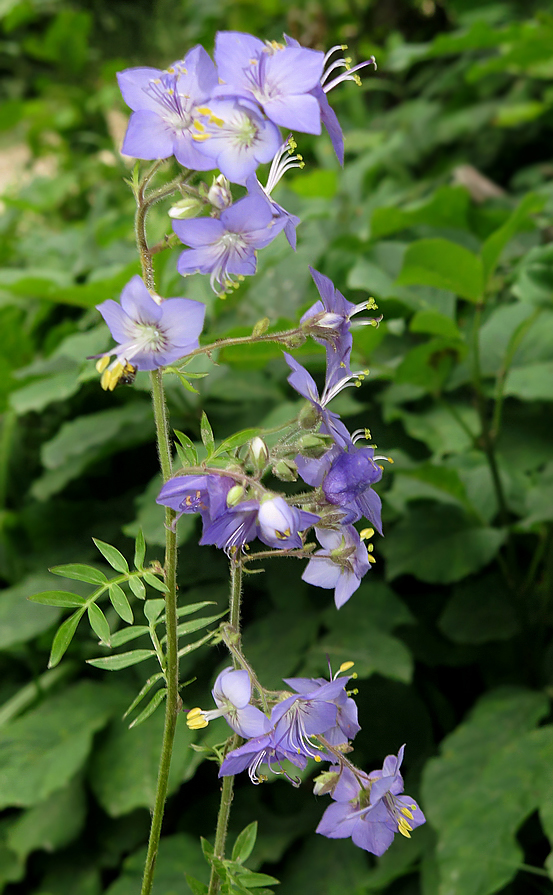 Изображение особи Polemonium chinense.