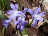 Chionodoxa luciliae. Соцветие. Москва, Воронцовский парк, дубовая роща. 24.04.2017.