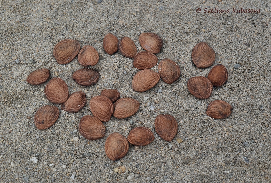 Изображение особи Amygdalus nana.