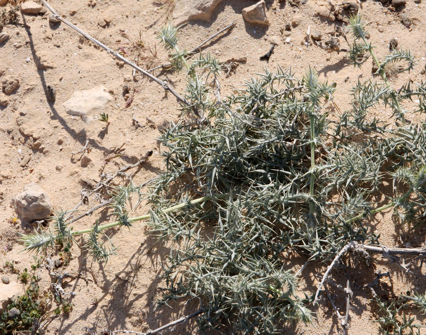 Изображение особи Echinops spinosissimus ssp. spinosus.