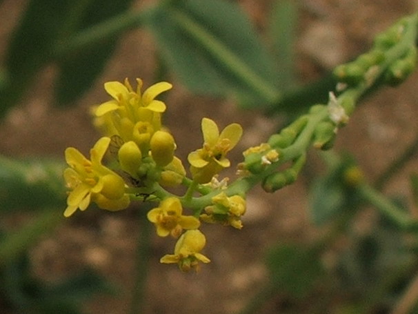 Image of Myagrum perfoliatum specimen.