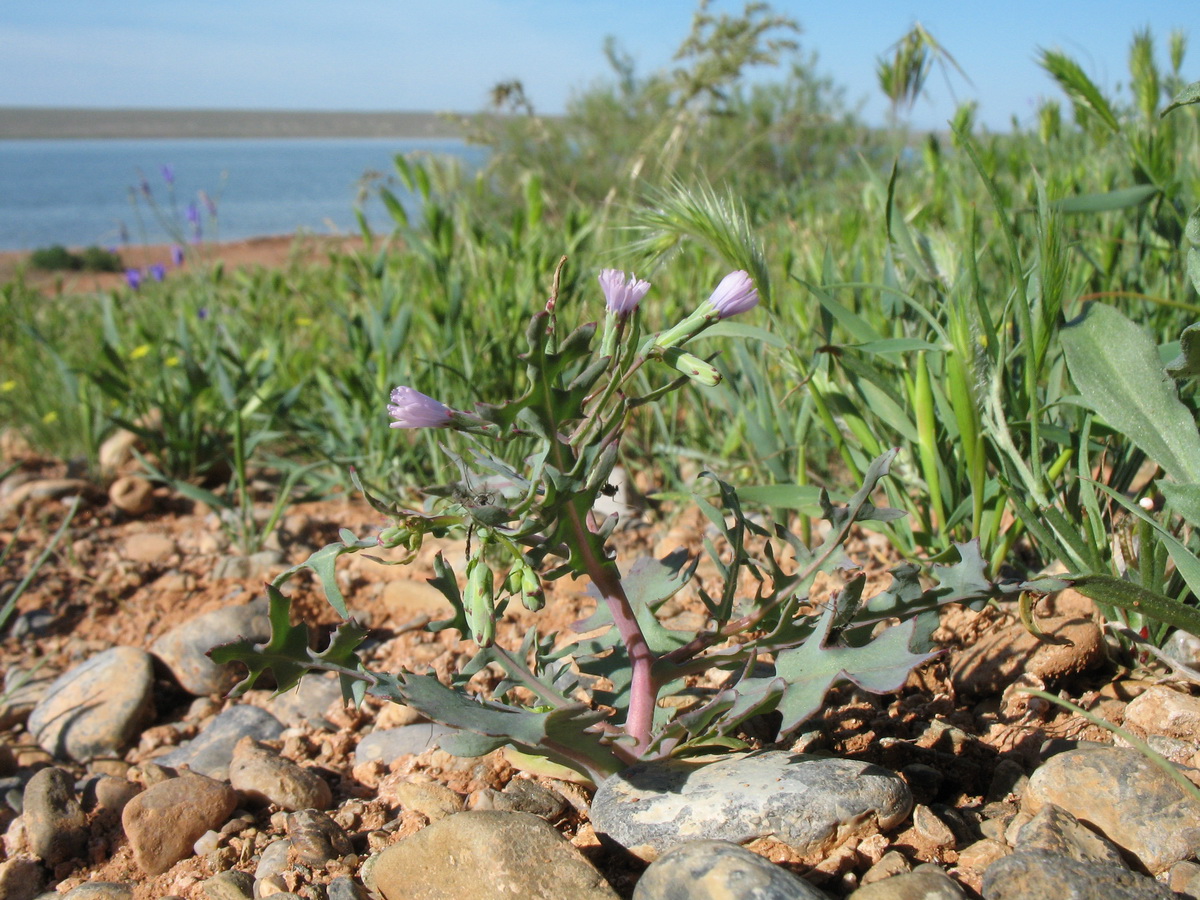 Image of Lactuca undulata specimen.