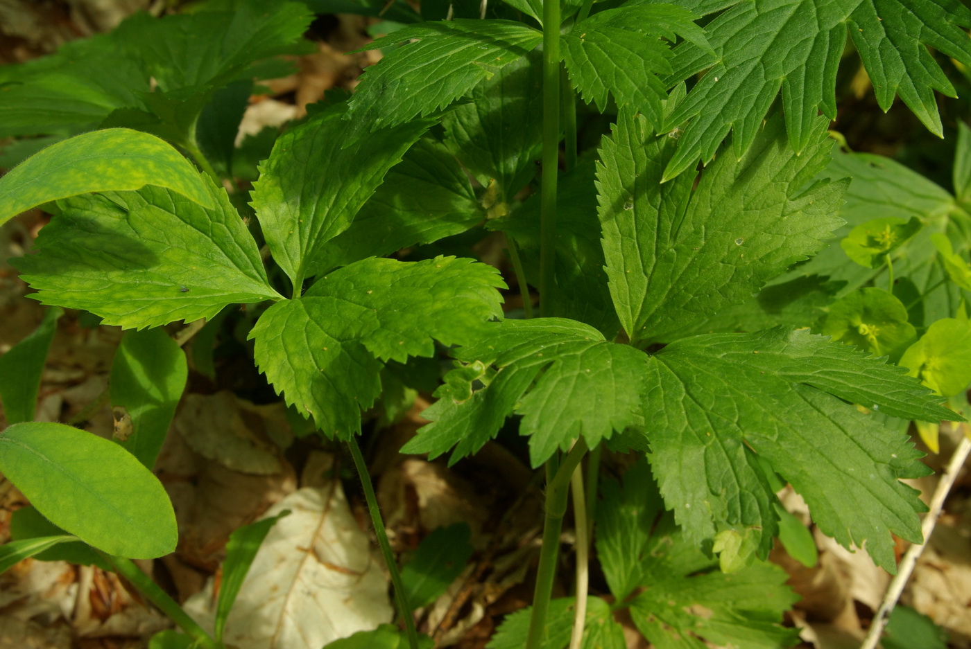 Image of Ranunculus crimaeus specimen.
