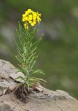 Erysimum amurense. Цветущее и плодоносящее растение. Приморский край, о. Русский, на вершине приморской скалы. 12.06.2017.