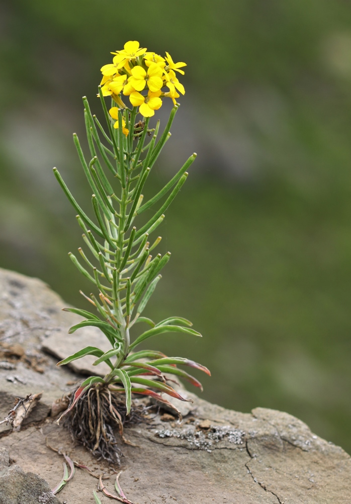 Изображение особи Erysimum amurense.