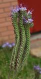 Phacelia tanacetifolia