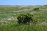 Rosa corymbifera. Цветущие растения в приморской степи. Крым, Керченский п-ов, Приазовье, Караларская степь. 31.05.2017.