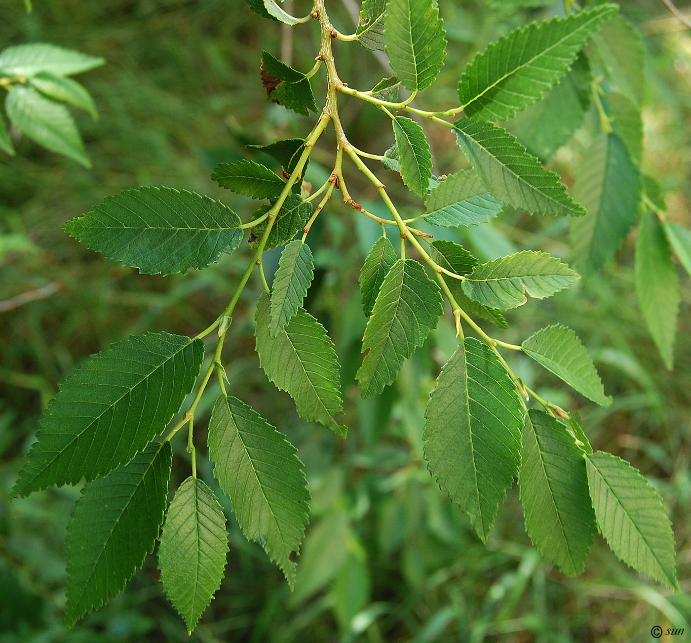 Изображение особи Ulmus pumila.