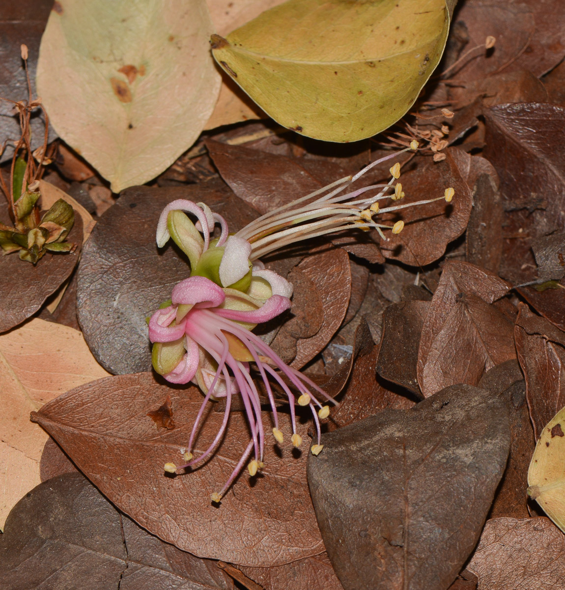 Image of Schotia latifolia specimen.