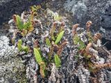 Dryopteris fragrans