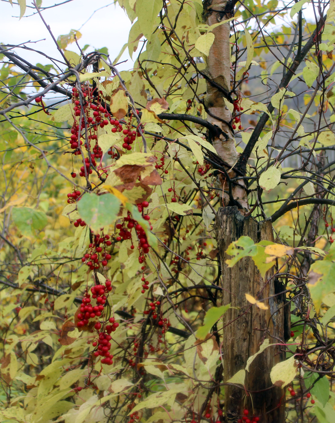 Изображение особи Schisandra chinensis.