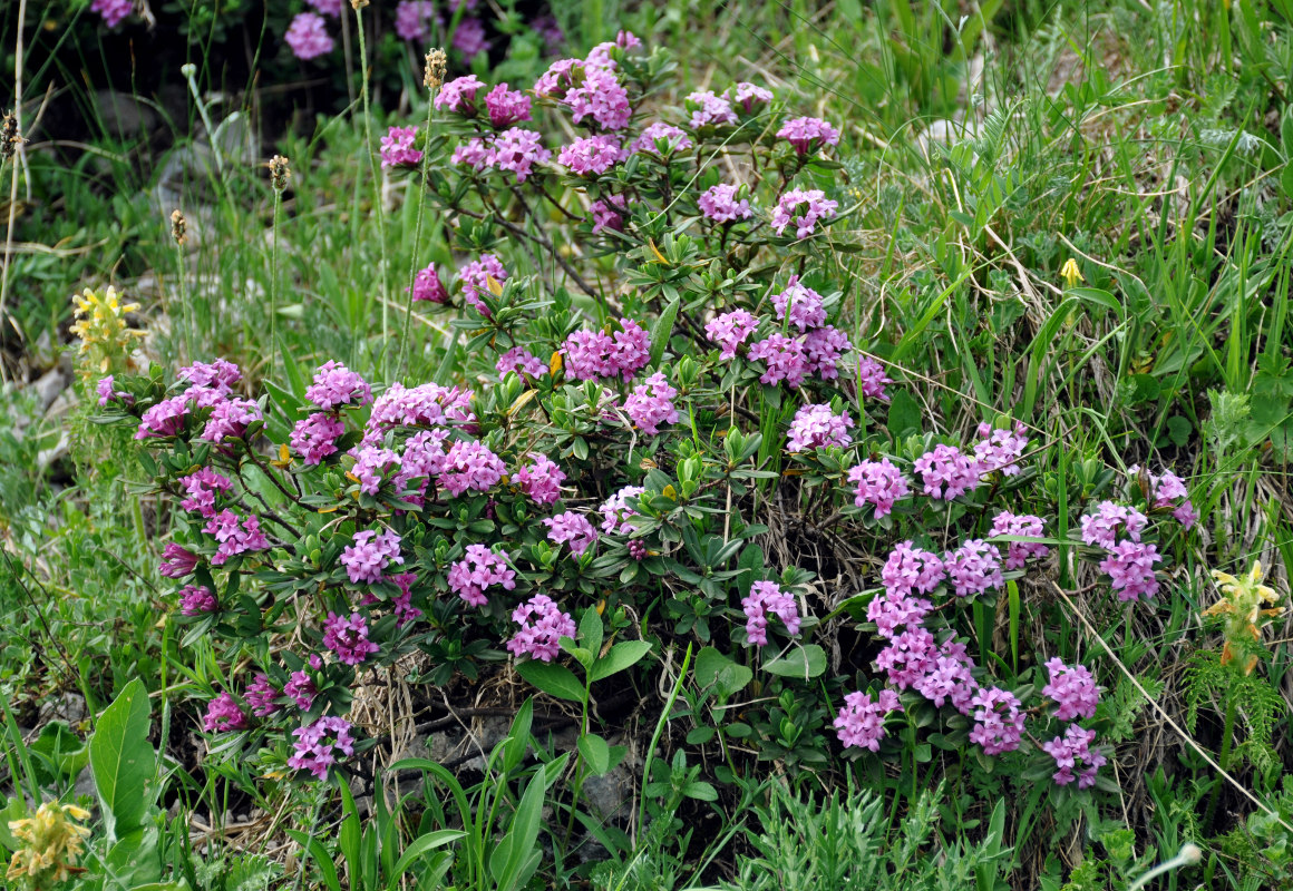 Изображение особи Daphne circassica.