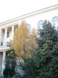 Larix decidua