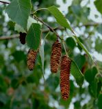 Betula pendula