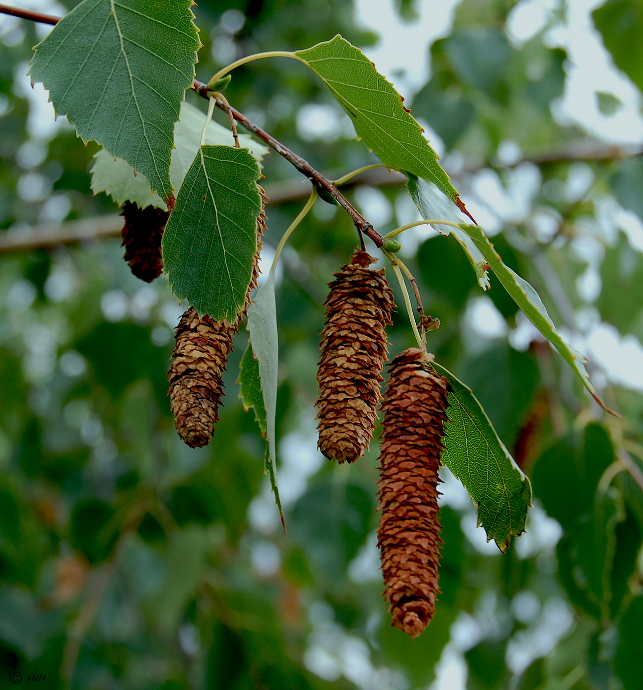 Image of Betula pendula specimen.