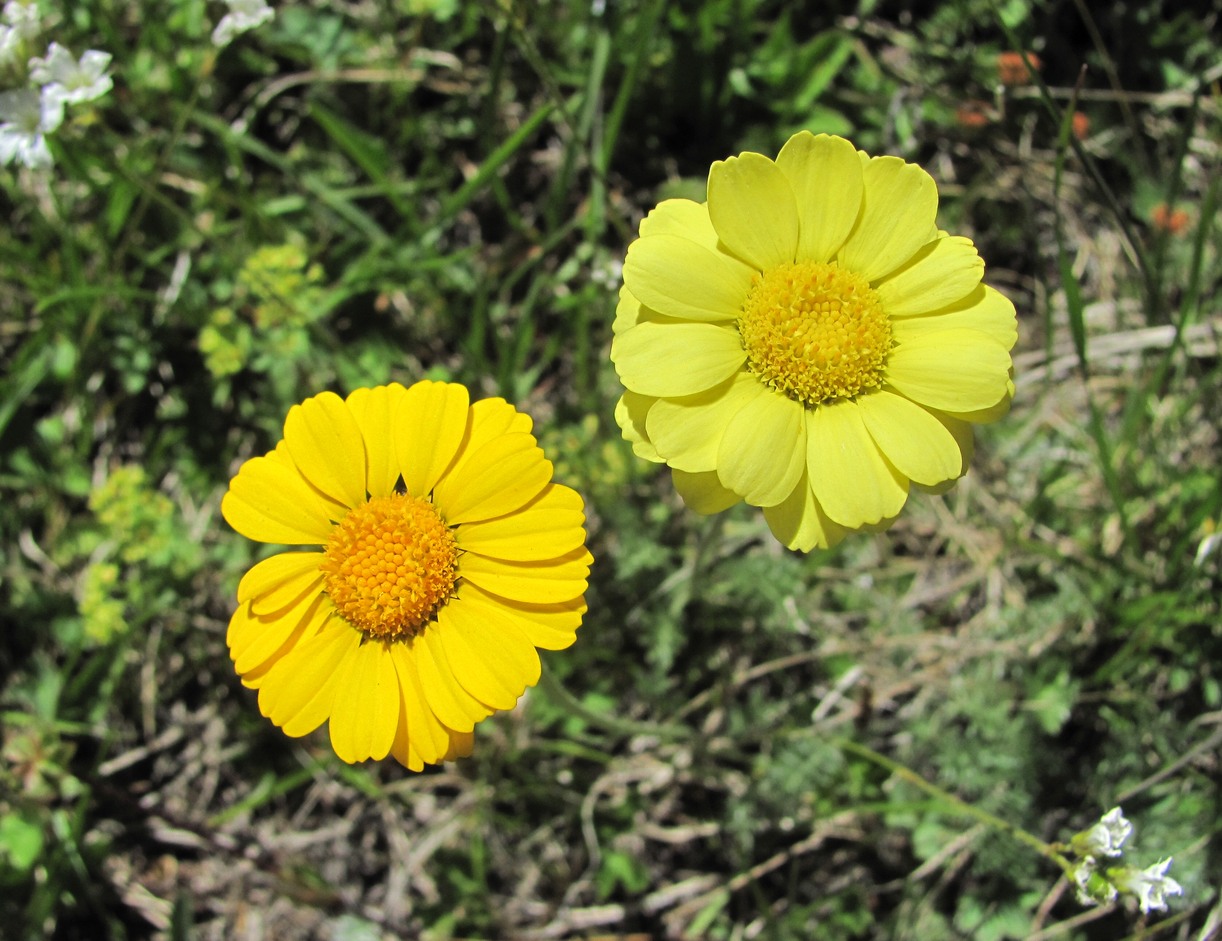 Изображение особи Anthemis sosnovskyana.