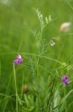 Lathyrus pilosus