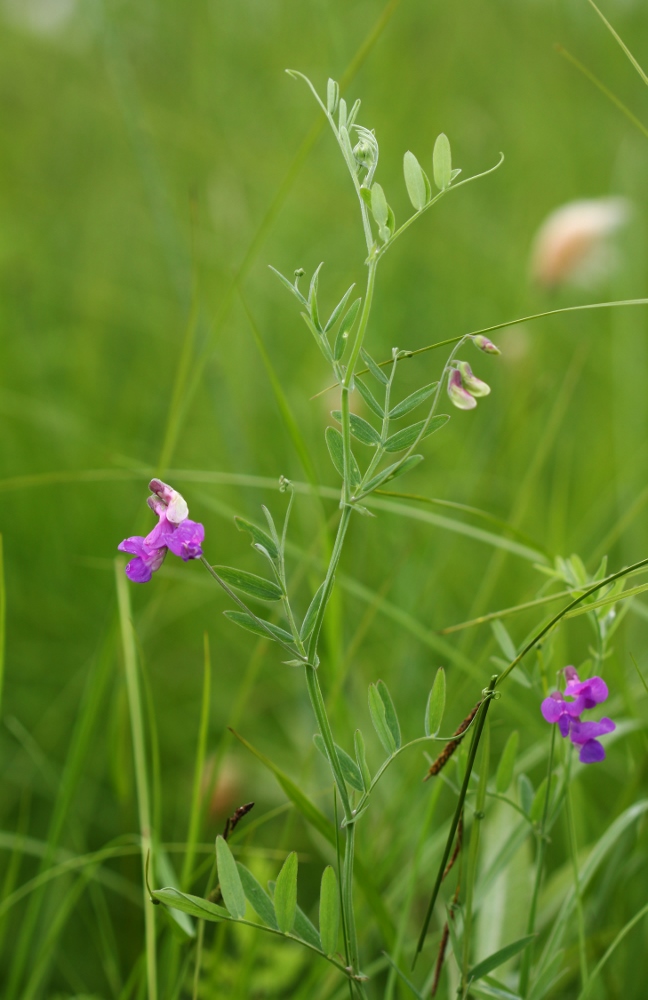 Image of Lathyrus pilosus specimen.