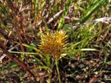 Cyperus amuricus