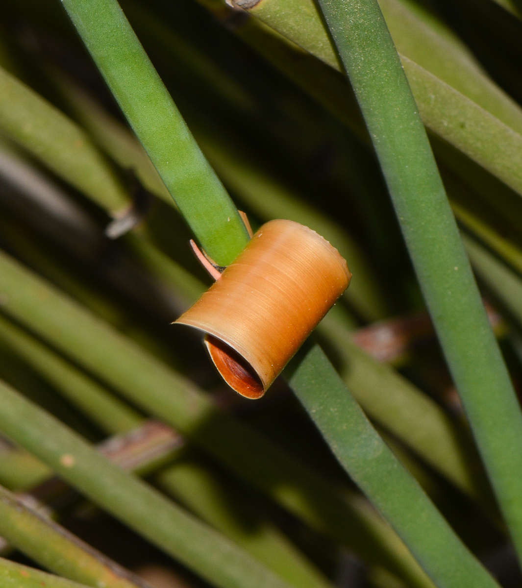 Image of Elegia tectorum specimen.