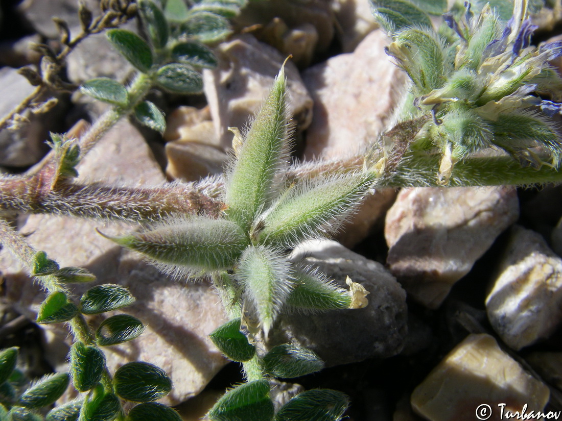 Image of Astragalus sinaicus specimen.