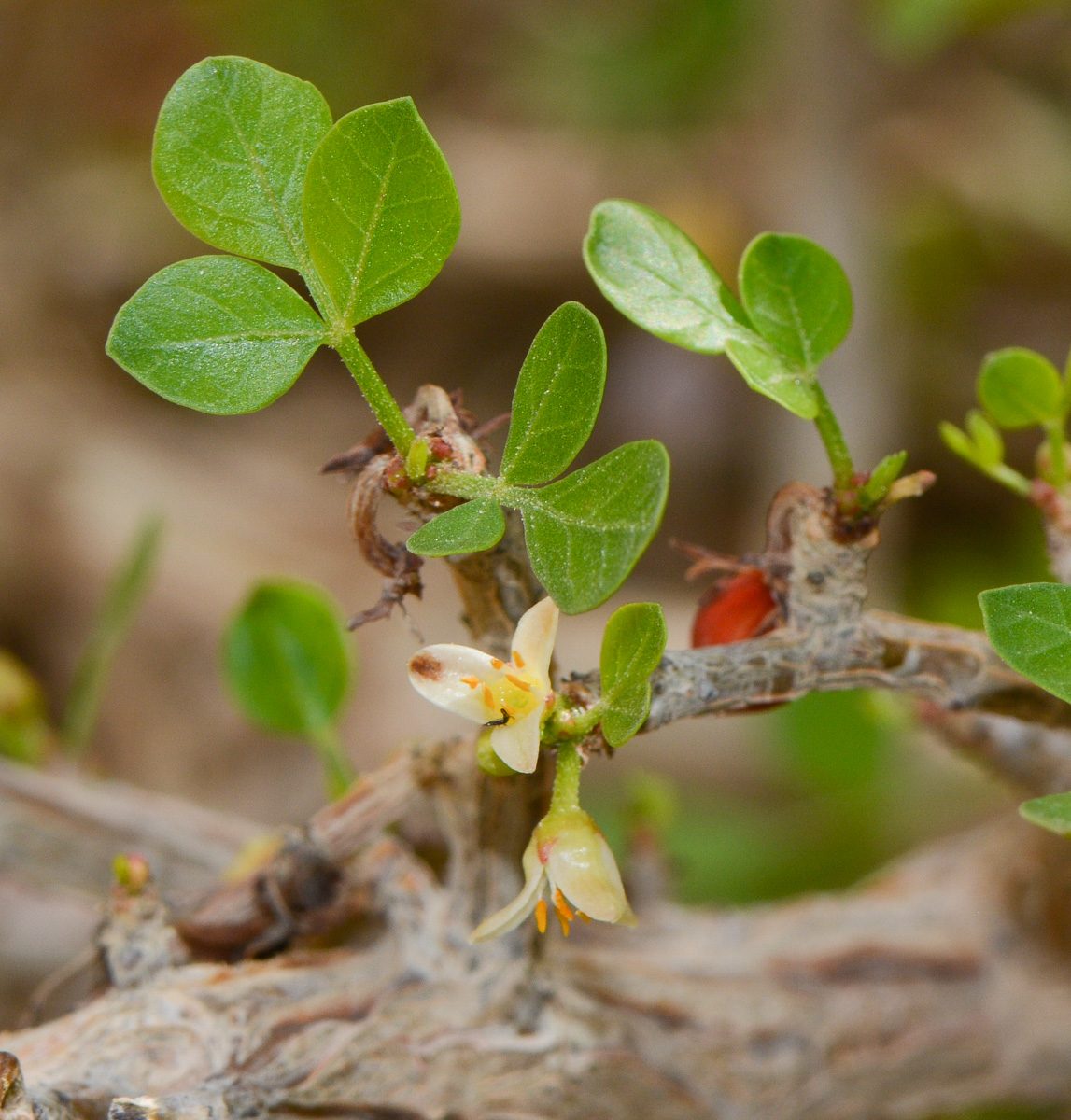 Image of Commiphora gileadensis specimen.
