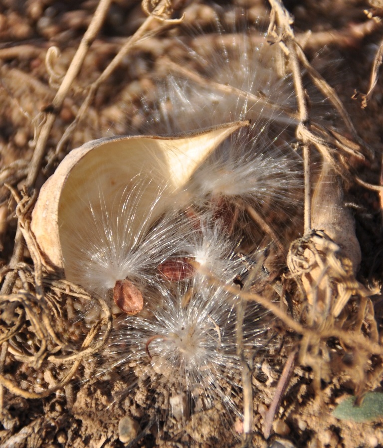 Image of Vincetoxicum sibiricum specimen.